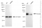 KD-Validated Anti-PICALM Rabbit Monoclonal Antibody